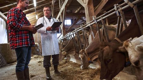 Big relief livestock owners now treatment vaccination and care ...