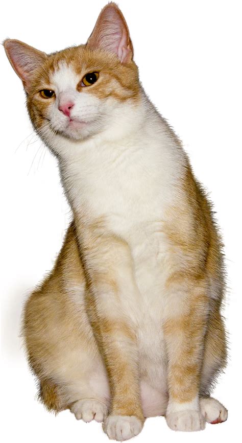 Image result for Cat Delete O2 Sensor