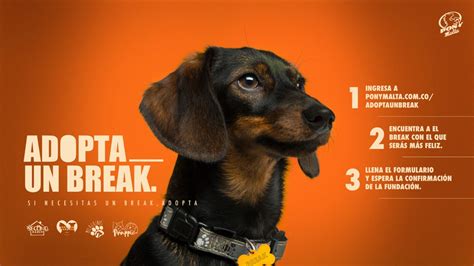 ¡Adopta Un Break! La iniciativa social de Pony Malta que promueve la ...