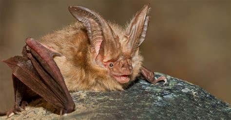 The story of Coastal Douglas-fir forests: All about bats | Raincoast