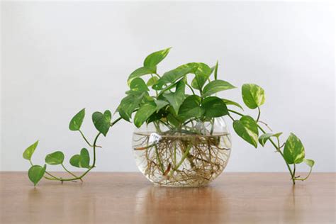 How to Grow Money Plant in Water: A Essential Guide – Ugaoo