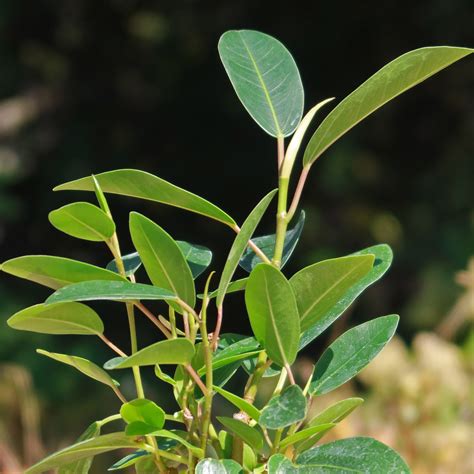 Shop 'Strangler Fig Tree - Ficus watkinsiana' Care & Growing Guide ...