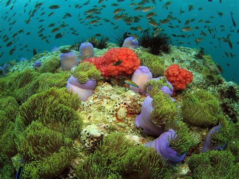 KON-TIKI KHAO LAK DIVING & SNORKELING CENTER - KHAO LAK (2026) All You ...