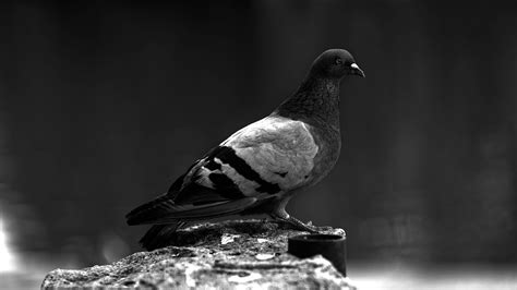 Image result for Palomazo Tutorial