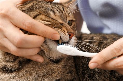 Image result for Homemade Cat Toothpaste