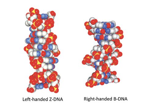 Image result for Z-DNA Function