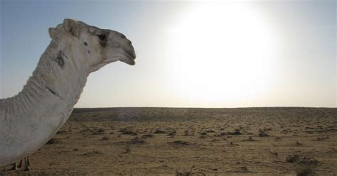 Even modern travel across the Arabian desert is an unpredictable ...