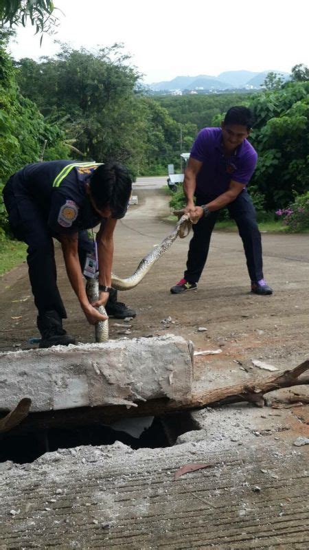 Image result for Python Rescue Videos