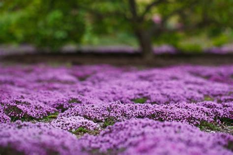 30 Best Ground Cover Flowers and Plants for Your Yard