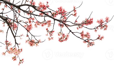 Image result for Pure CSS Flower Tree