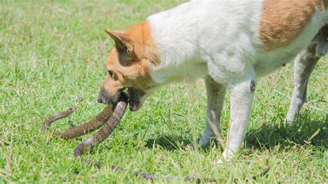 What Happens When A Dog Gets Bit By A Rattlesnake