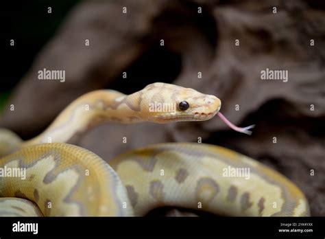 Image result for Python Snake Yellow and White