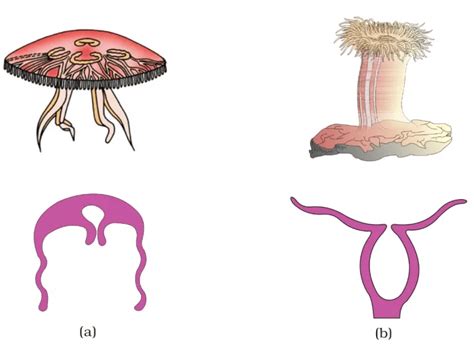 Animal Kingdom Chapter Notes - Biology Class 11 - NEET PDF Download