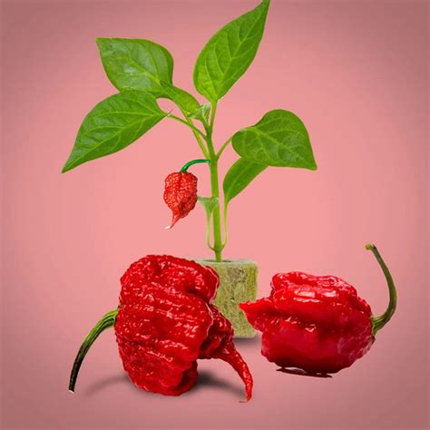 Buy Carolina Reaper for ing - 300+ Carolina Reaper Online at ...