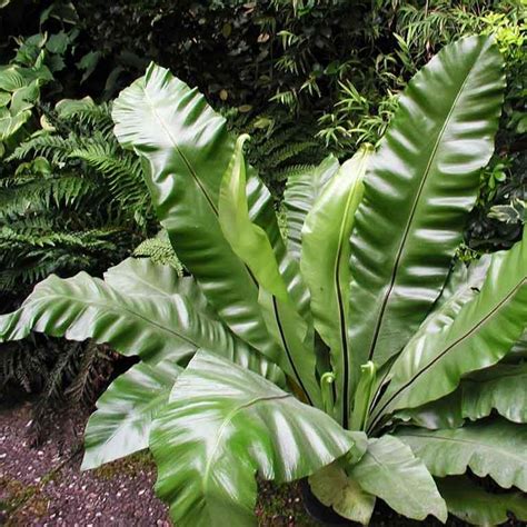 Asplenium nidus - Birds Nest Fern