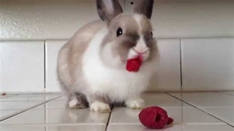 Bunny Eating Berries Porn Pictures