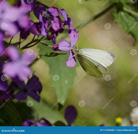 White Butterfly Eats Nectar Stock Photo - Image of beauty, life: 115760382