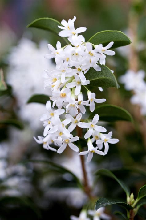 Buy Osmanthus Fragrans Fragrant Olive, Sweet Olive Hardy Evergreen ...