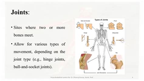 Image result for Musculoskeletal System Joints