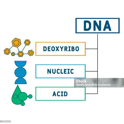 Acronym For Dna