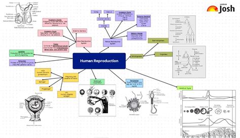 Image result for Class 12 Bio Human Reproduction