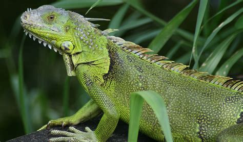 Green iguana facts, distribution & population | BioDB - habitat of iguana