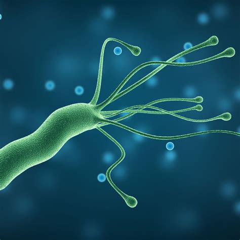Neue Wirkstoffe sollen Helicobacter pylori lahmlegen - - Universimed ...