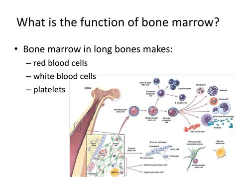Image result for Bone Marrow Function