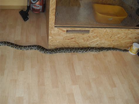 Tigerpython Männchen in Profen | Tiere | Kleinanzeigen