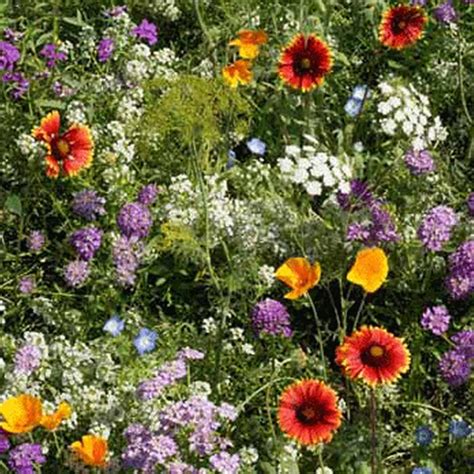 Low Growing Wildflower Seed Mix - 5 Lbs Bulk - Mix of Annual ...