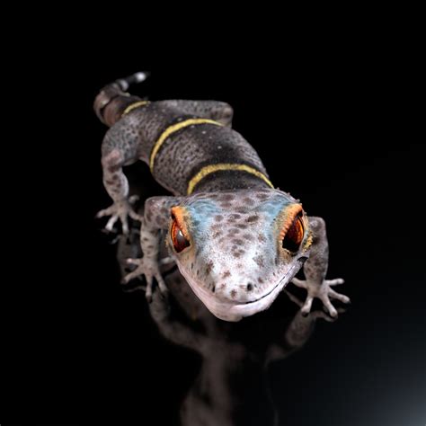 Chinese Cave Gecko - Goniurosaurus hainanensis 3D model | CGTrader