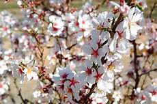 fiori mandorlo fiori mandorlo fiori delle piante fiori mandorlo fiori mandorlo fiori delle piante