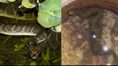 Puff-faced snake turns into 'dragon'! Video leaves netizens surprised ...