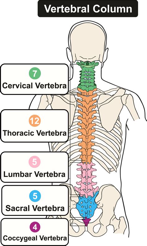 Structure of the Back & Spine | AllSpine