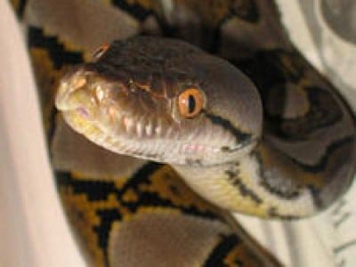 Image result for Reticulated Python Fangs