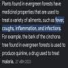 Medical use and scientific name for tropical dry deciduous forests ...