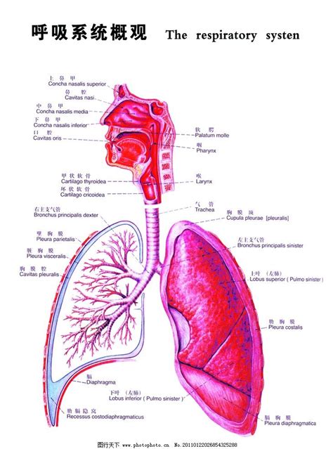 呼吸系统图图片_医疗护理_现代科技_图行天下图库