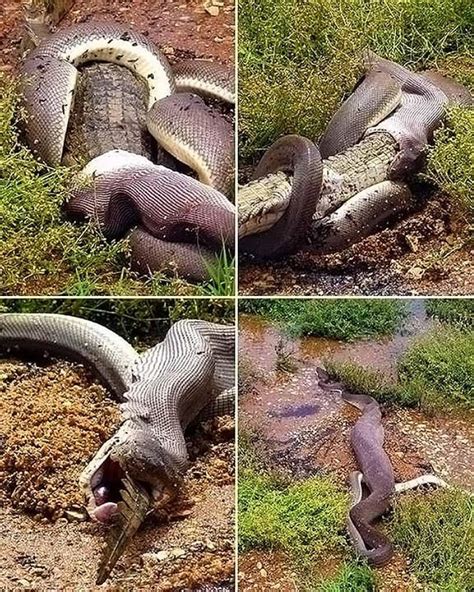 Image result for Python Eating an Alligator