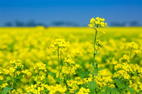 Wild Mustard Plant Toxicity at Cathy Remington blog