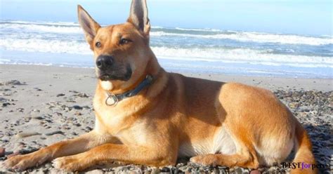 Indian Pariah Dog Price In India 2024 | Pariah Dog - Best For Pets