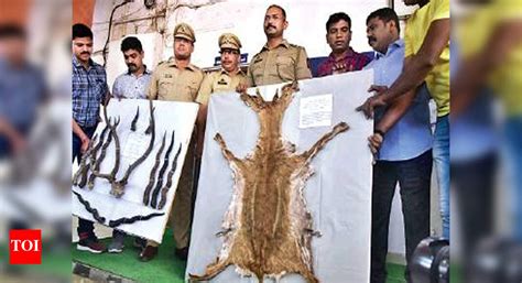 Deer Skin: Deer skin, antlers worth Rs 47 lakh found in car, three held ...