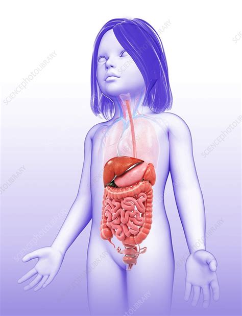 Image result for Child Digestive System