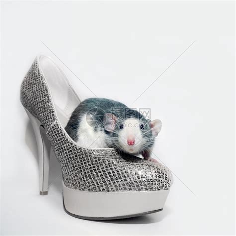 老鼠坐在鞋里高清图片下载-正版图片504915236-摄图网