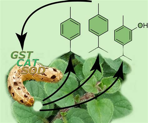Origanum vulgare Terpenoids Induce Oxidative Stress and Reduce the ...