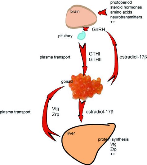 Image result for Endocrine System Flow Chart