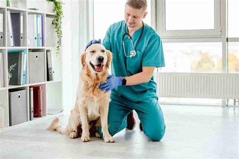 Best Dog Supplements: Top 10 Supplements for Your Dogs
