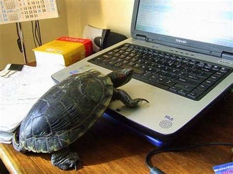 Image result for Funny Animal Using Computer