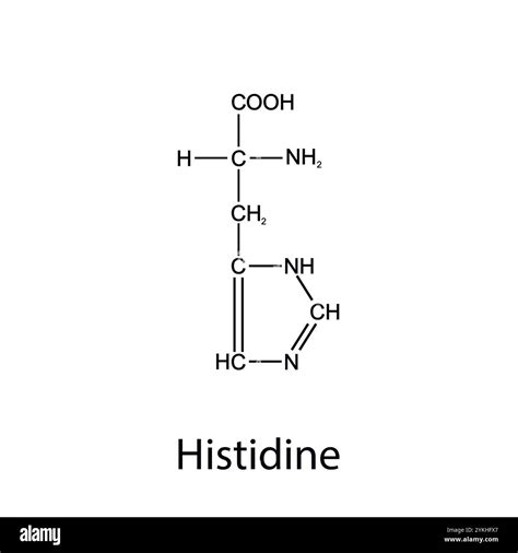 Chemical formula of histidine. Essential amino acids. Organic chemistry. Vector Stock Vector ...