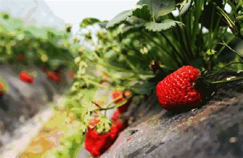 郑州周边9大草莓采摘地！周末带着家人走起吧！_新浪河南_新浪网