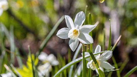 Narcissus Meaning and Symbolism - What meanings do the colours of the ...